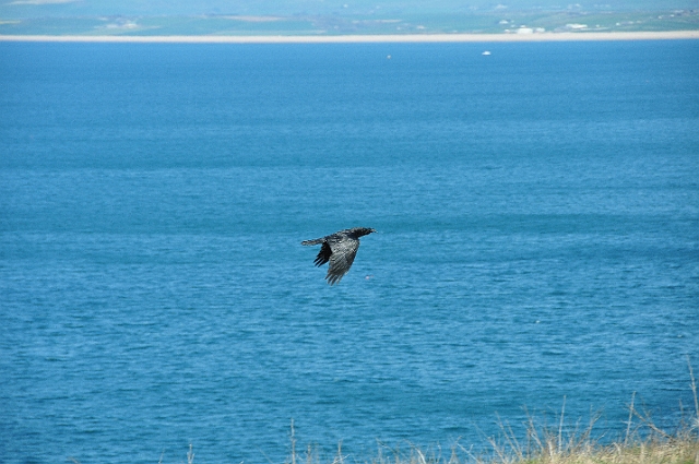 19 04 15_3309_edited-1.jpg - RAVEN - PORTLAND, DORSET - 19.4.15 - KRONKING